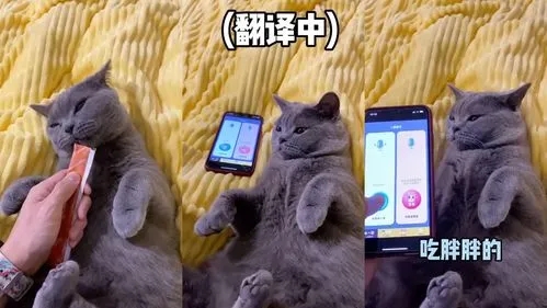 猫语翻译器手机版